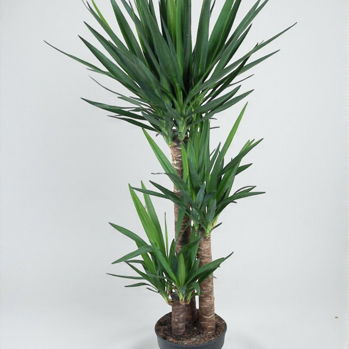 Elefantenfuß-Yucca – Exotische Eleganz für Ihr Interieur