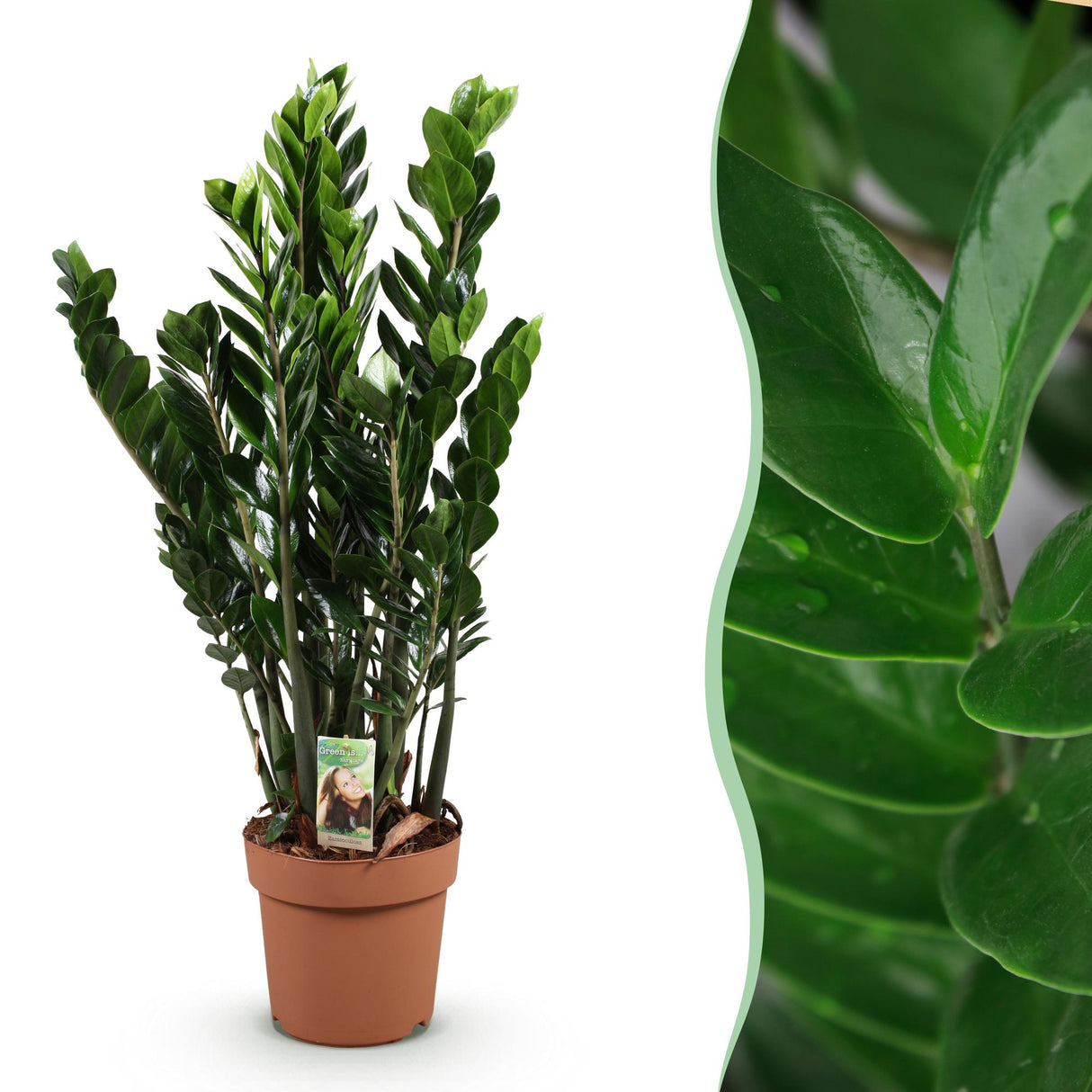 Livraison plante Zamioculcas