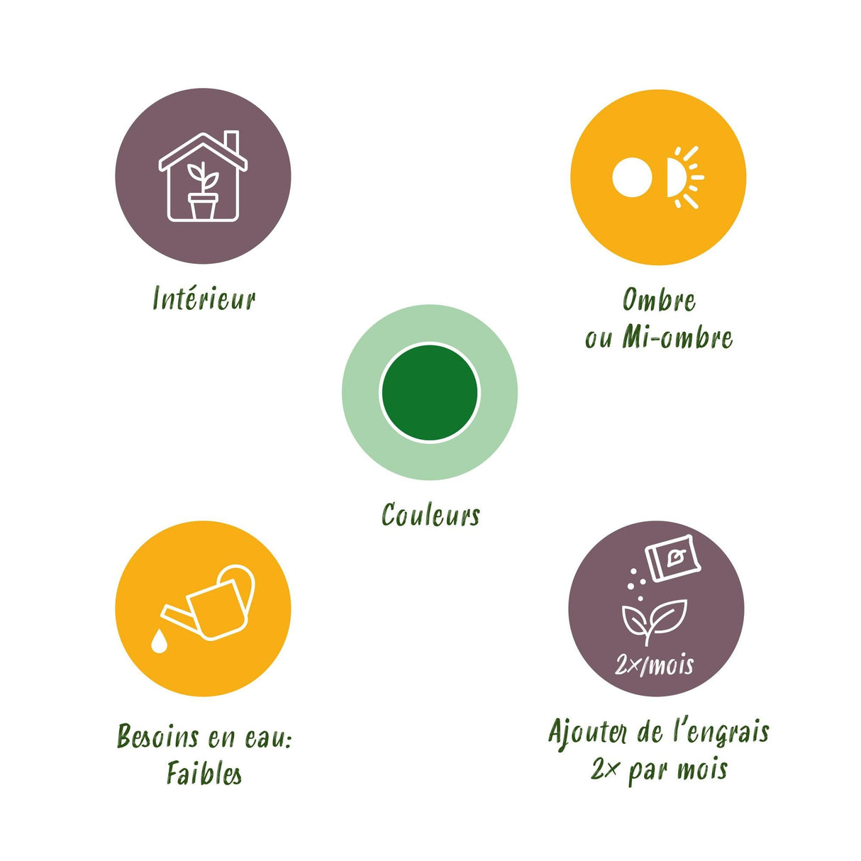 Livraison plante Zamioculcas