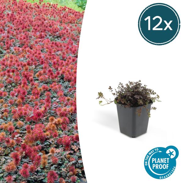 6x Acaena microphylla 'Kupferteppich' - ↕10-25cm - Ø9cm