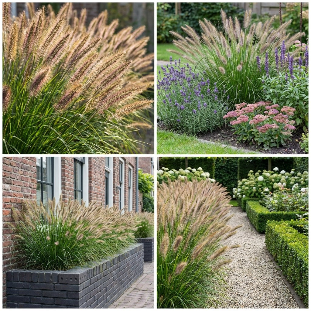 Pack Massif Plein Soleil Jaune & Bleu - 30 plantes — photo 9