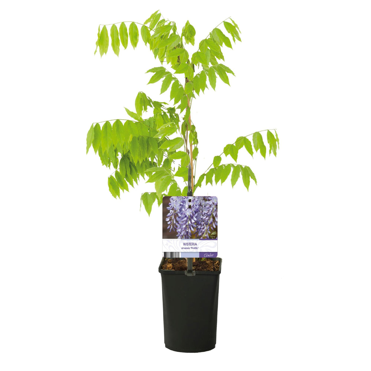 Glycine Prolific – Lot de 1 – Pot 11 cm – Hauteur 40 cm