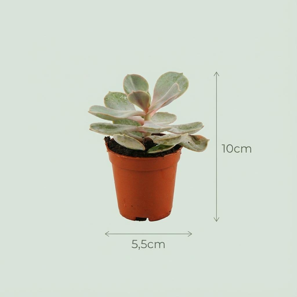 Mini-Sukkulenten-Mix – 3 Stück – Ø 5,5 cm – Höhe: 5–10 cm