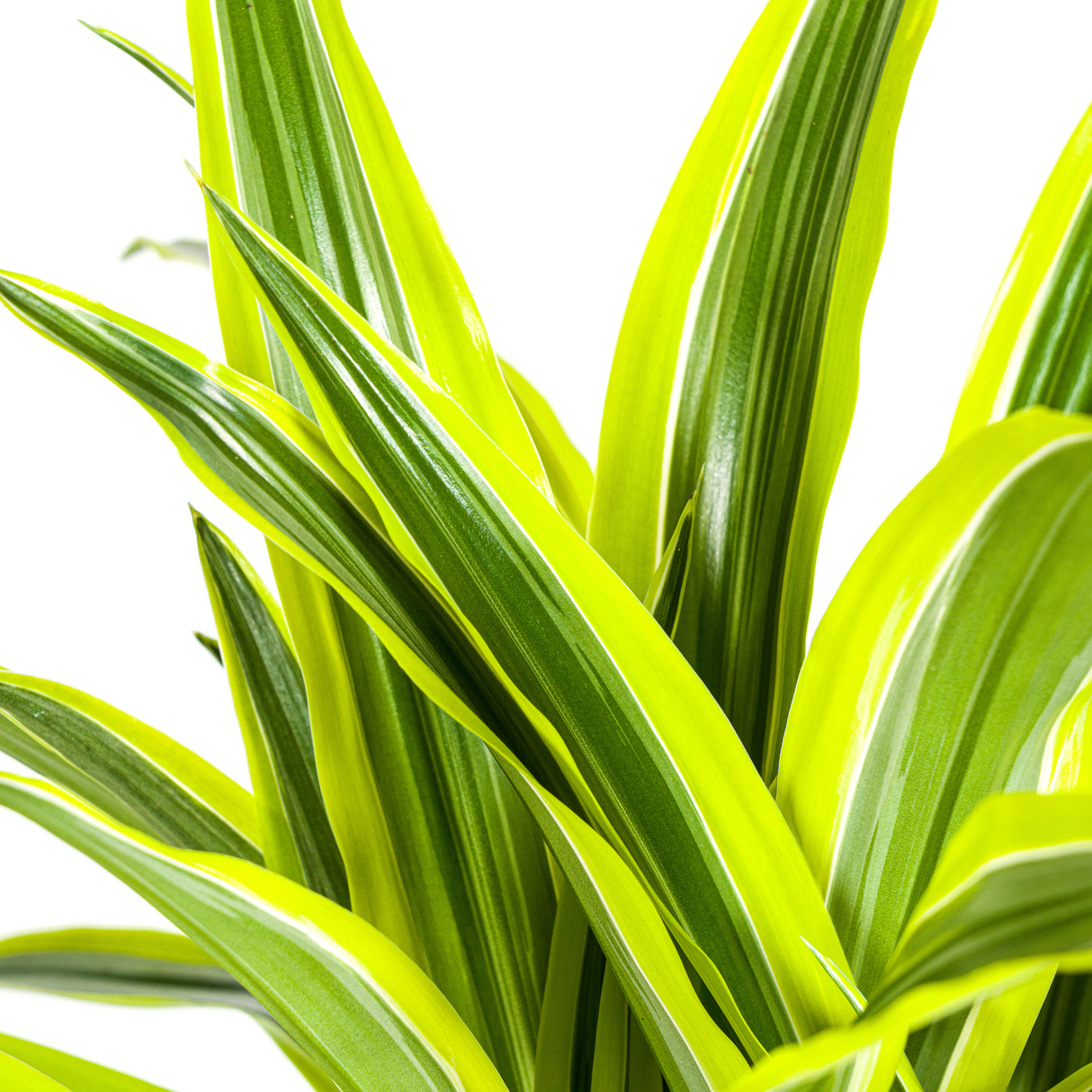 Dracaena Deremensis Lemon Lime mit Korb Ø21cm - ↕90 - 110cm