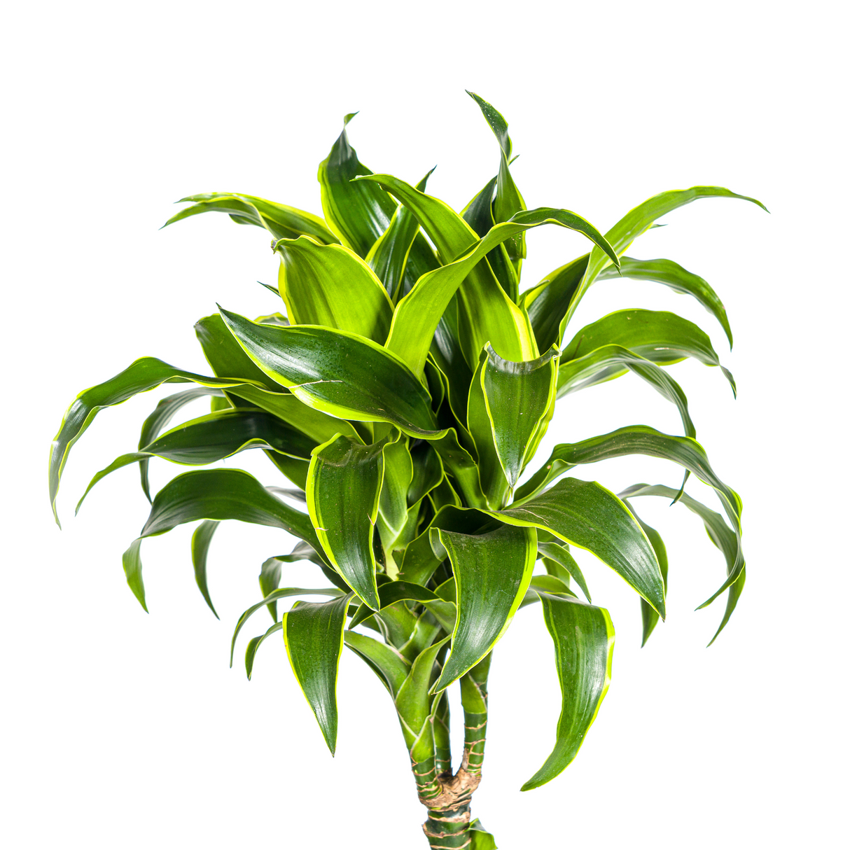 Dracaena Dorado