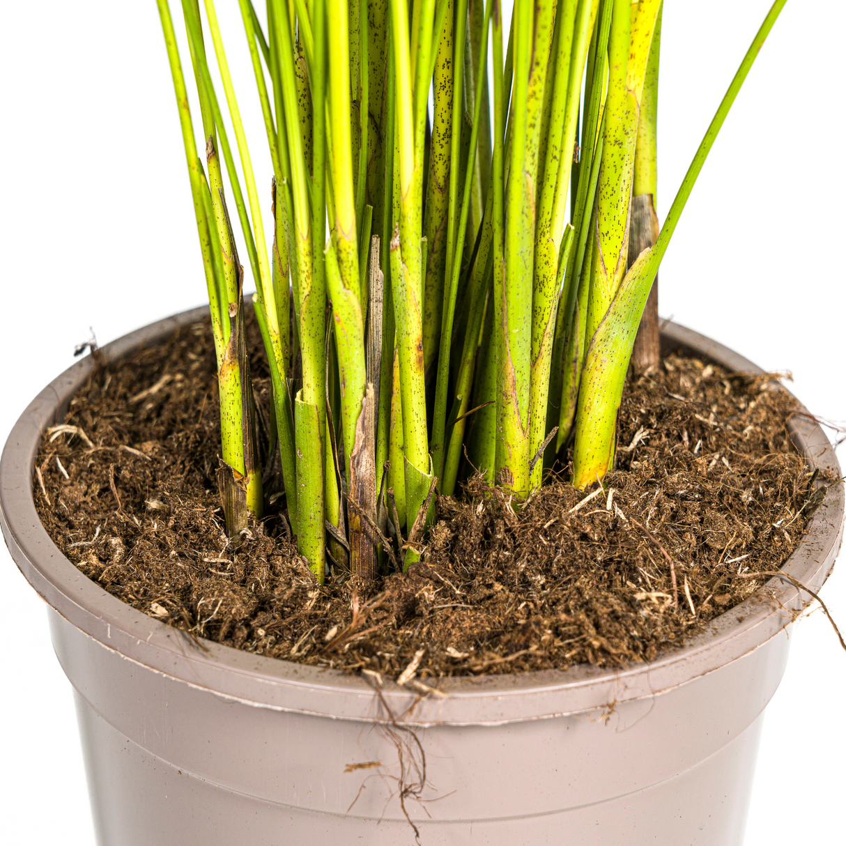 Palmier Aréca (Dypsis Lutescens)