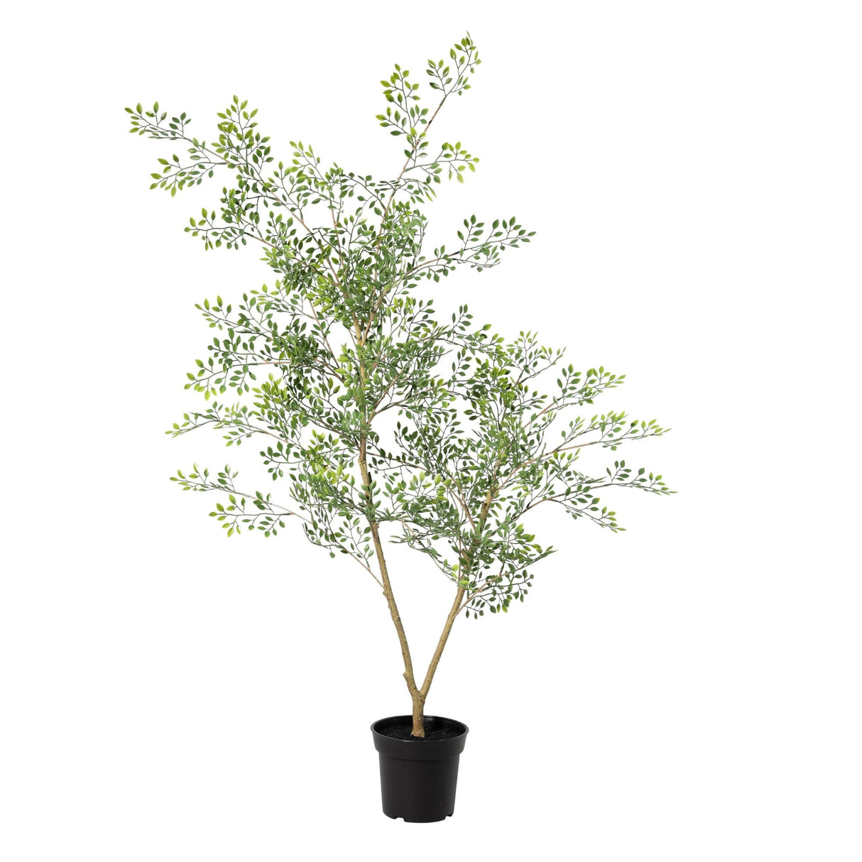 Künstlicher Bucida H71cm
