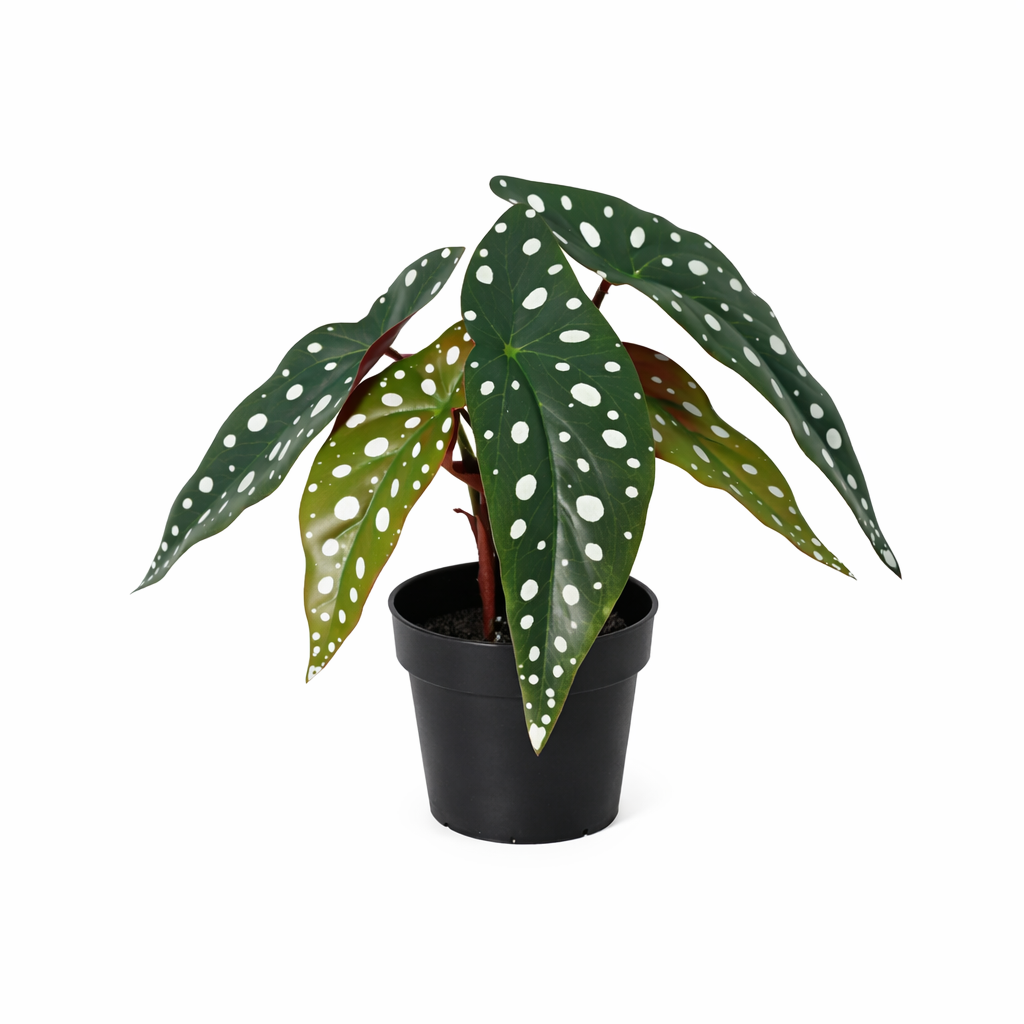 Künstliche Begonia maculata - 24cm