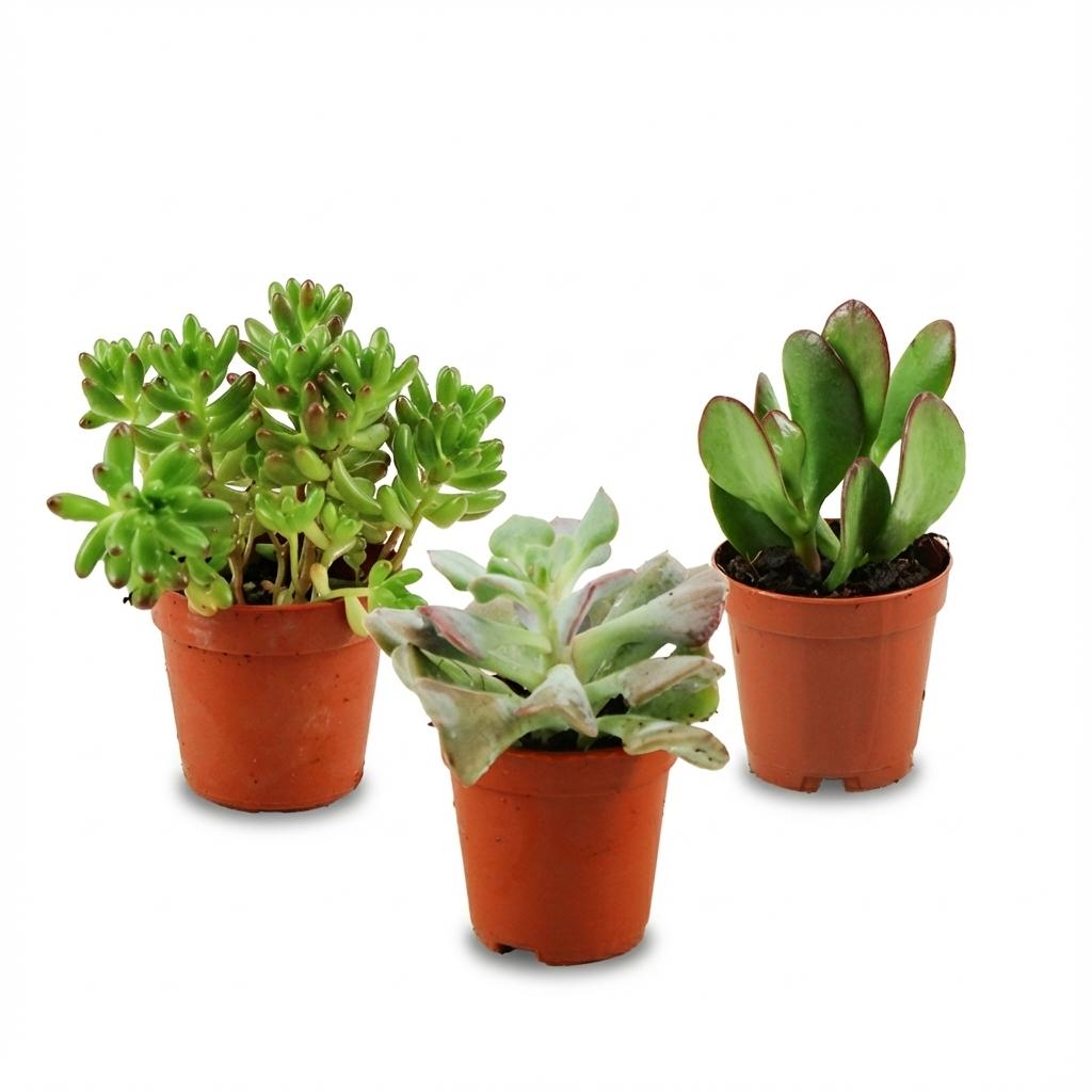 Mini-Sukkulenten-Mix – 3 Stück – Ø 5,5 cm – Höhe: 5–10 cm