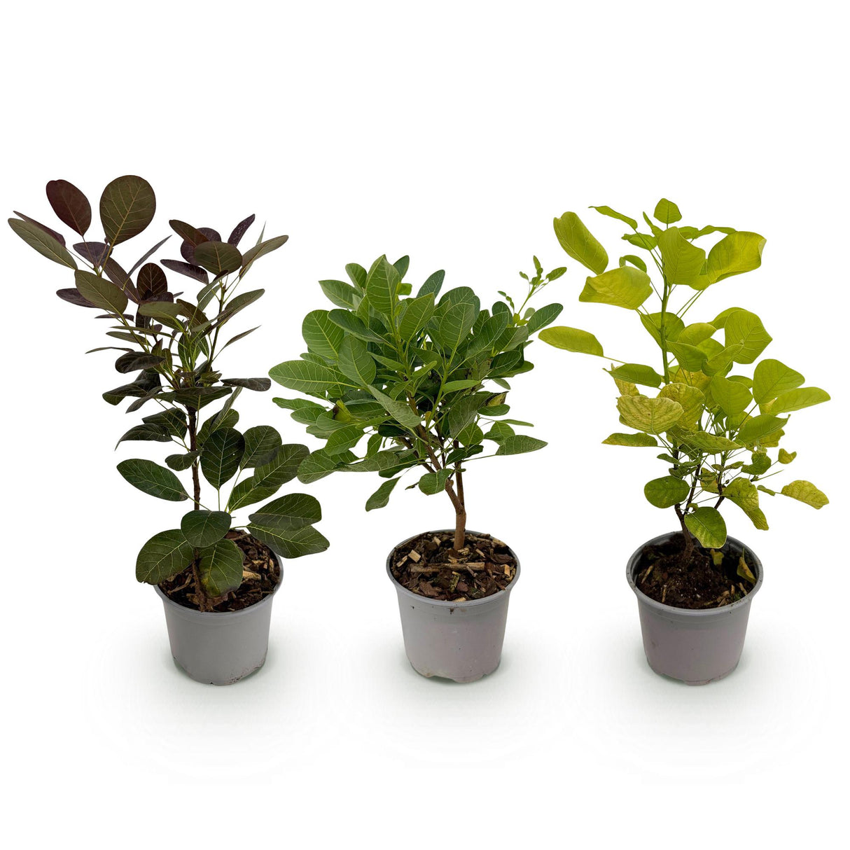 Cotinus coggyria – Lot de 3 – Pot 12 cm – Hauteur 35 cm