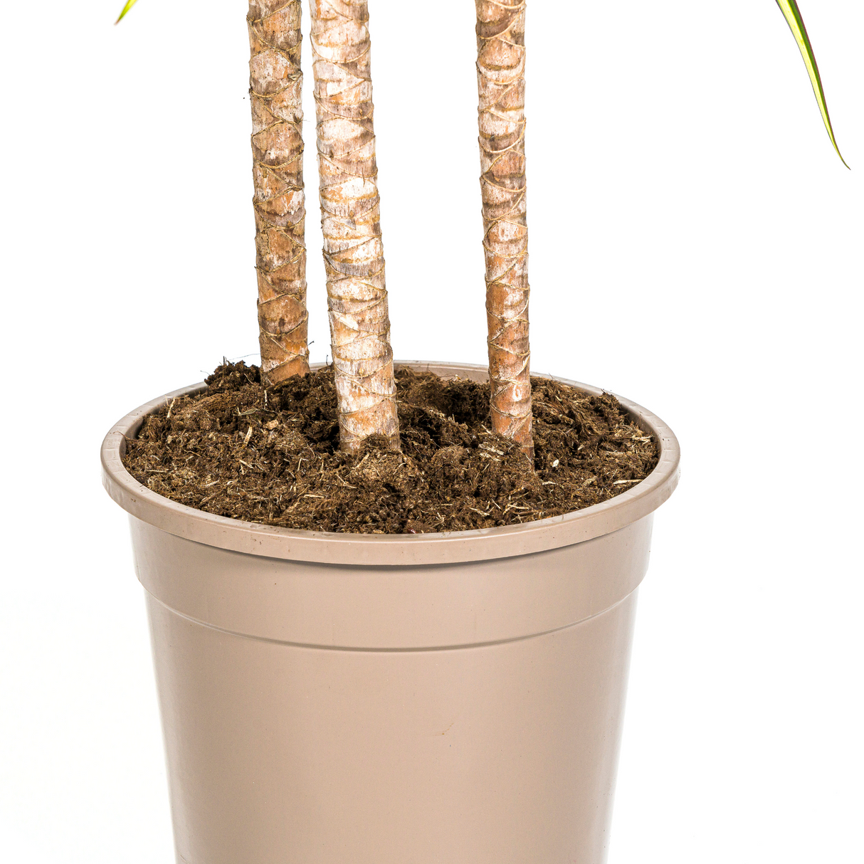 Dracaena Marginata Sunray