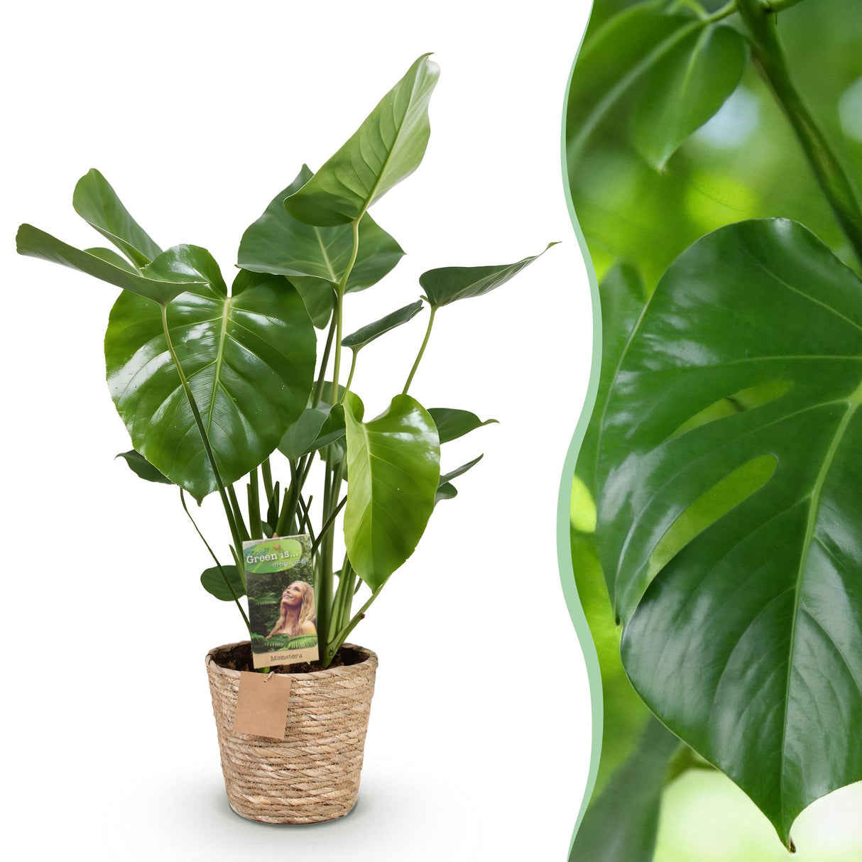 Green BoutiQ - Green is... Zimmerpflanzen - Monstera Deliciosa - Fensterblatt - Pflegeleicht - mit Korb - Grün - 1 Pflanze - Topf 17cm - Höhe 50-55cm