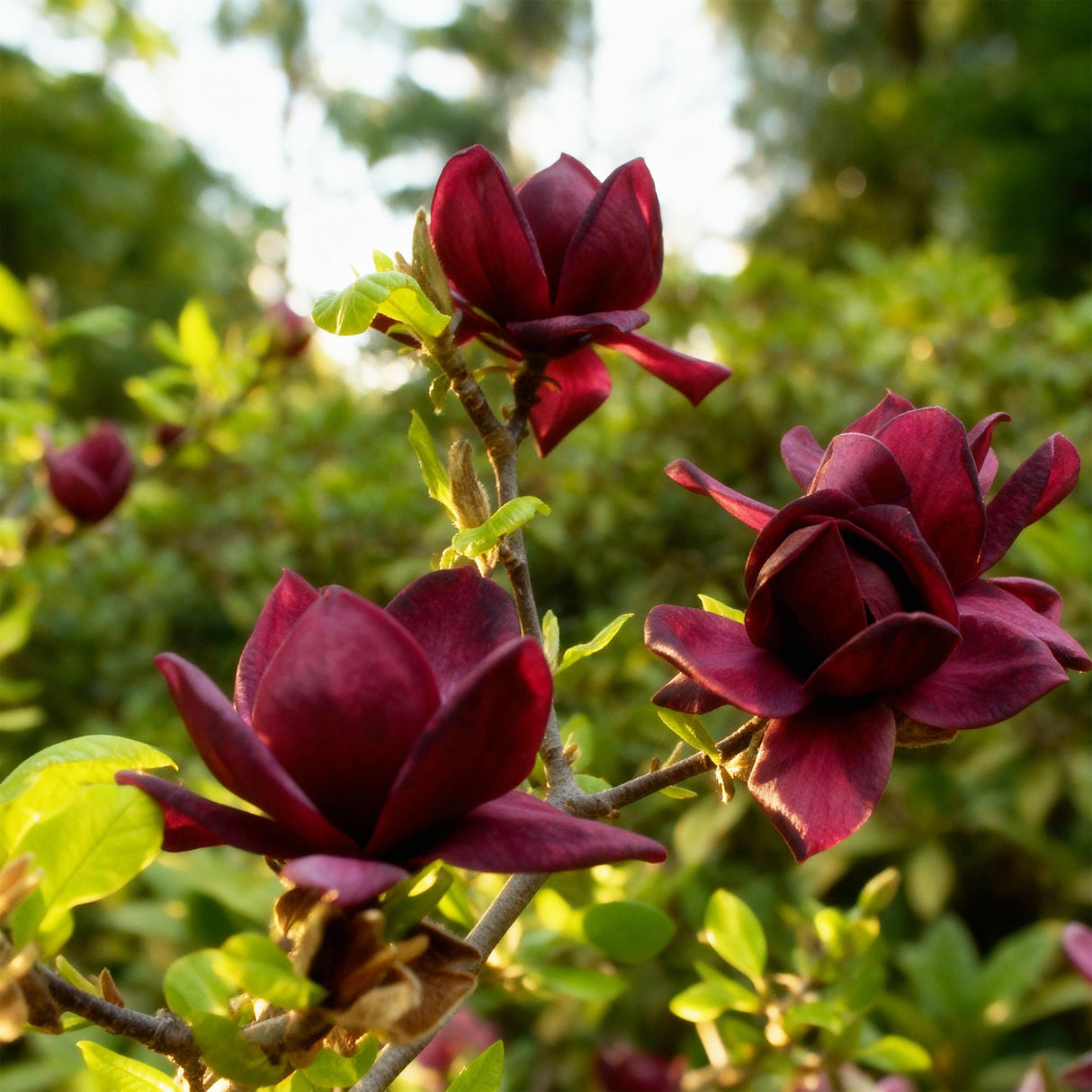 Magnolia Genie – Lot de 3 – Pot 12 cm – Hauteur 30 cm