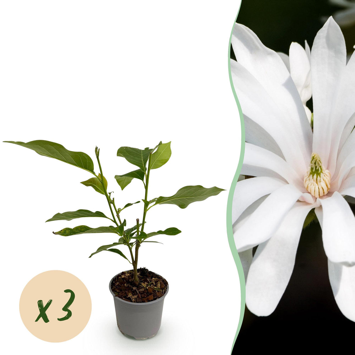 Magnolia stellata Royal Star – Lot de 3 – Hauteur 30 cm