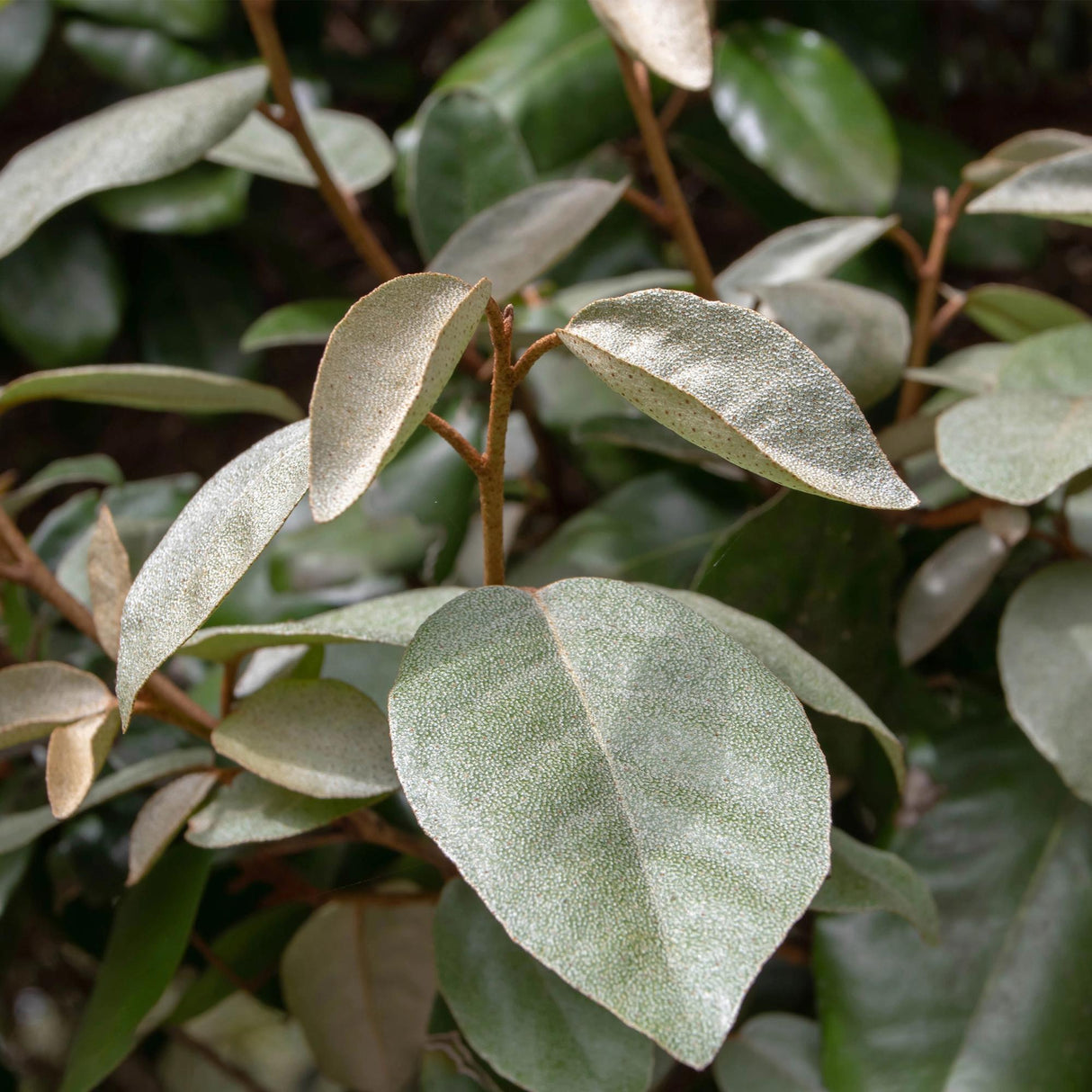 Elaeagnus ebbingei Compacta – Lot de 8 – Pot 9 cm
