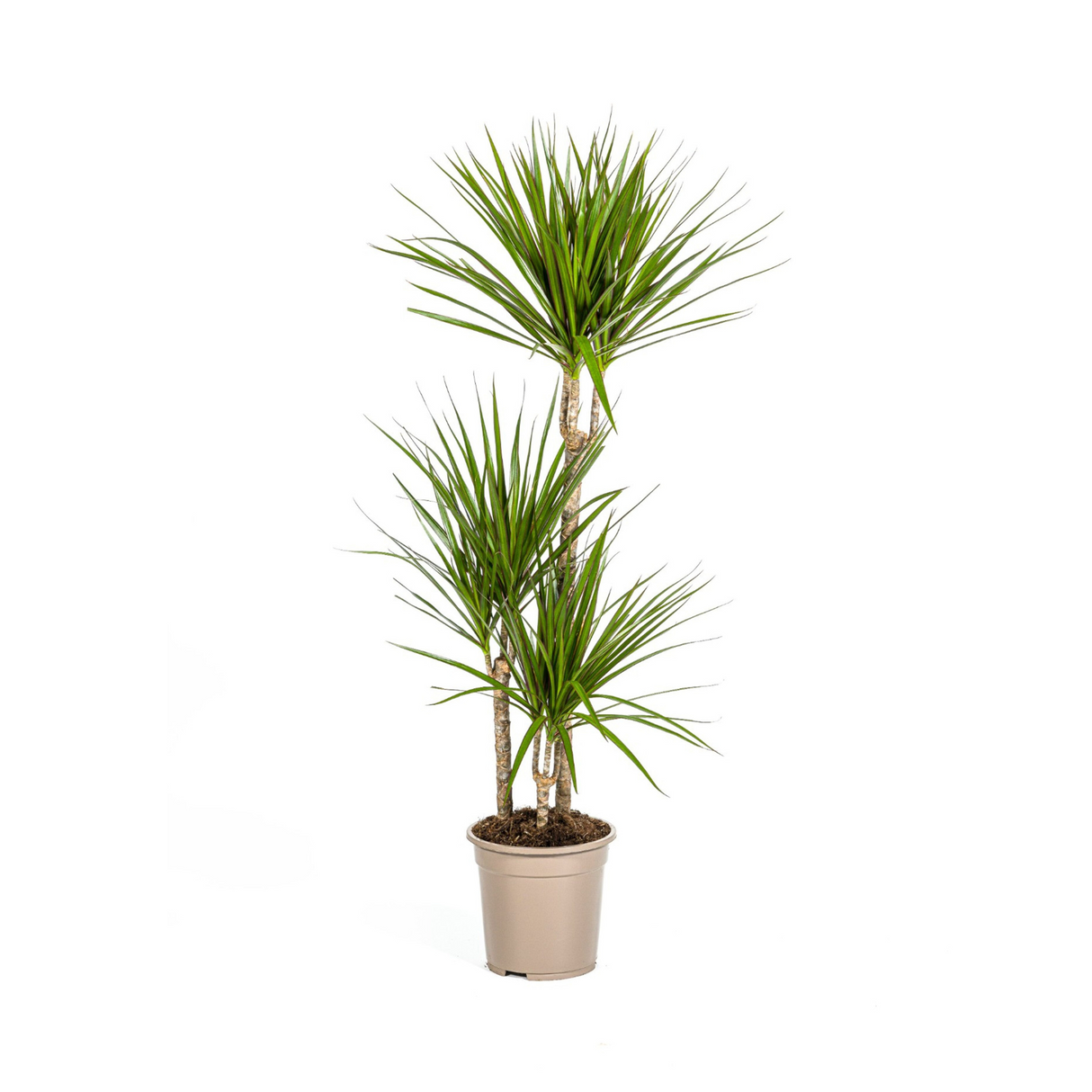 Dracaena Marginata Verte
