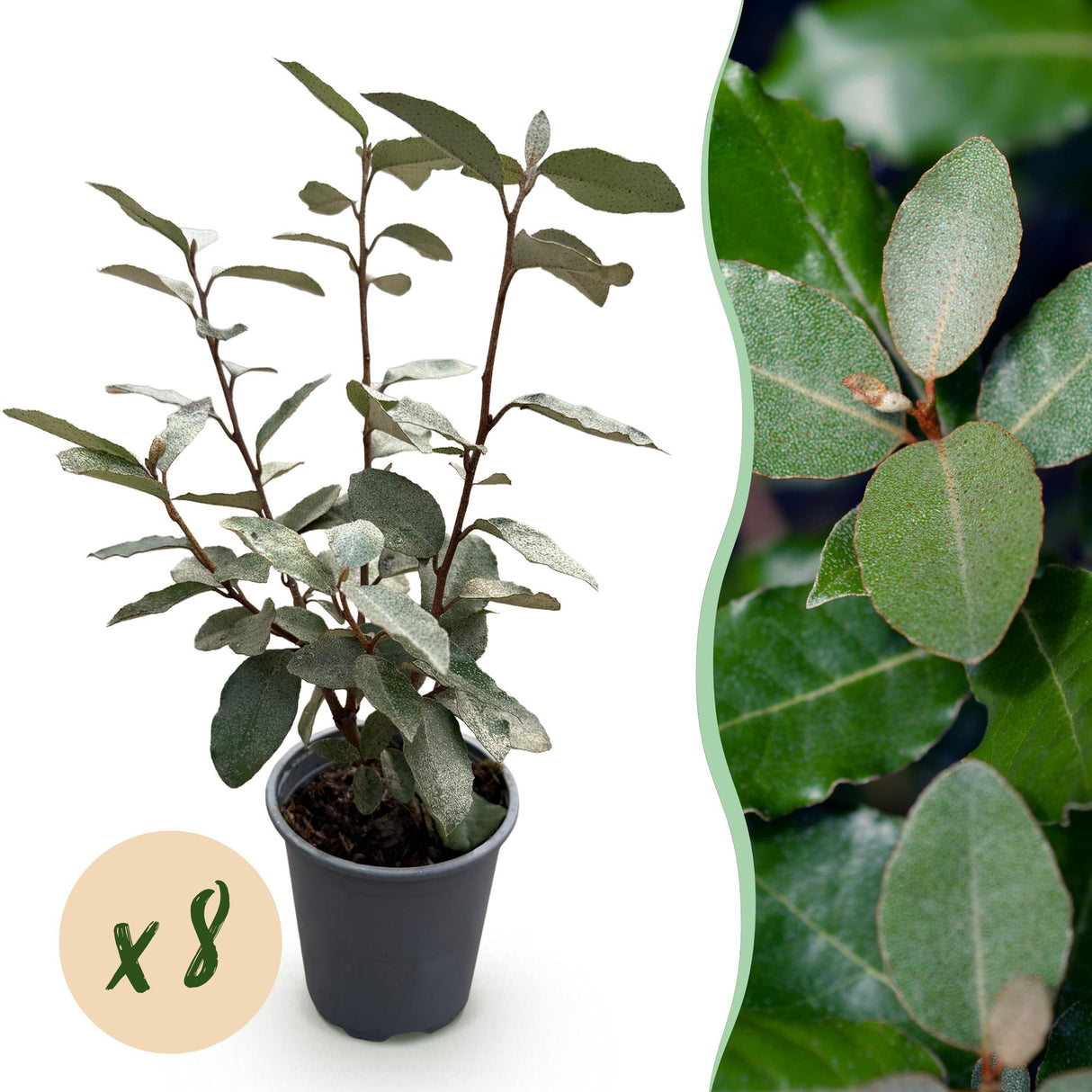 Elaeagnus ebbingei Compacta – Lot de 8 – Pot 9 cm