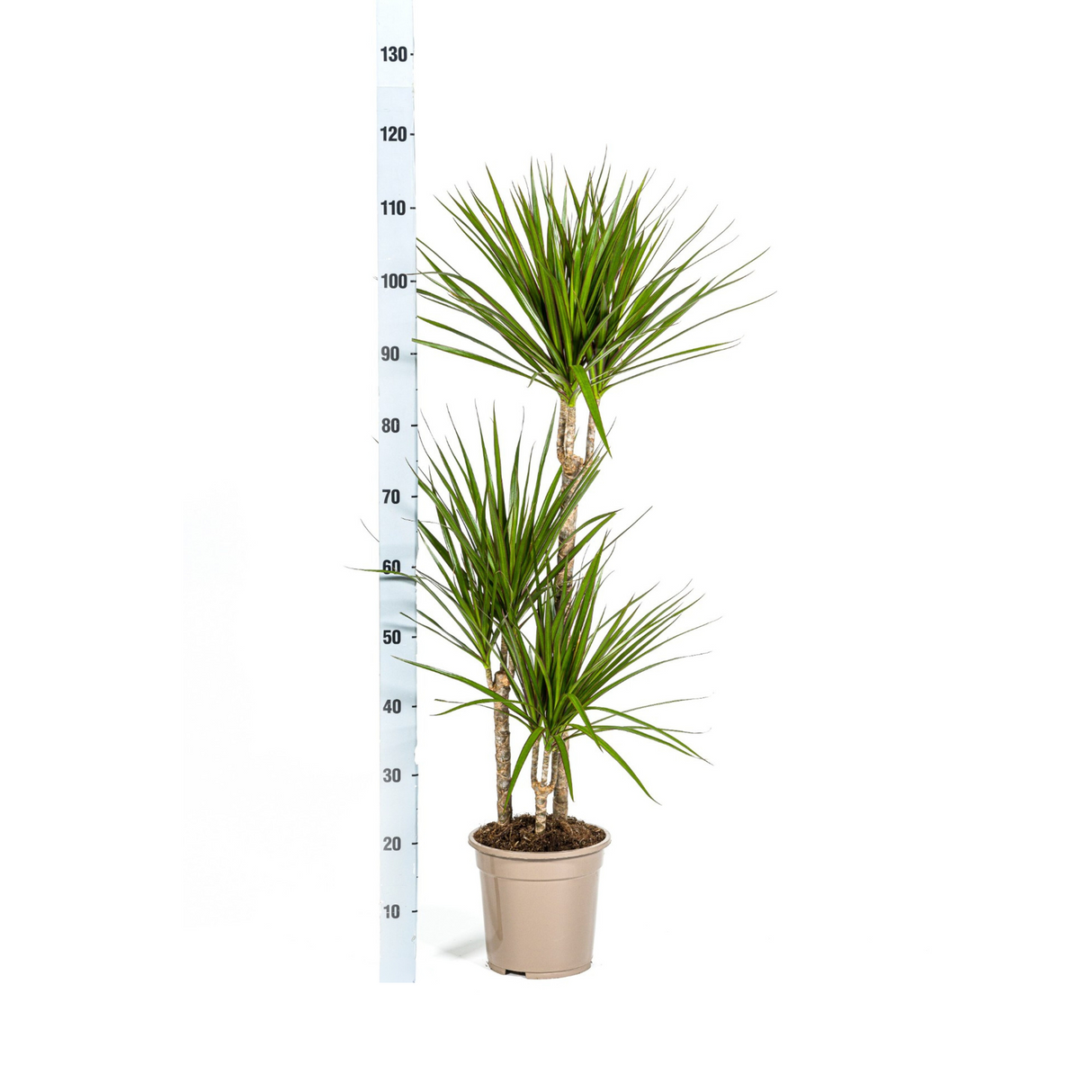Dracaena Marginata Verte