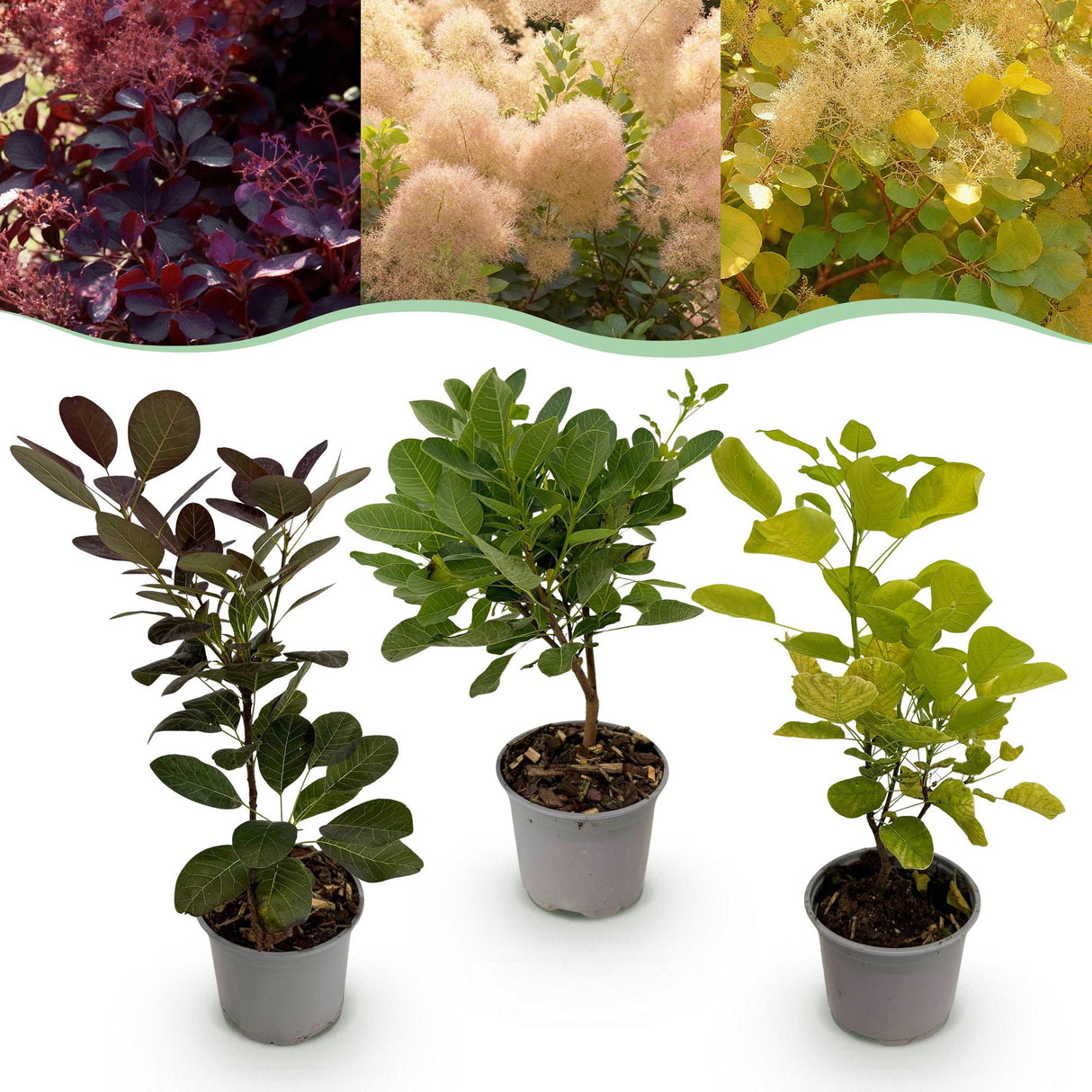 Cotinus coggyria – Lot de 3 – Pot 12 cm – Hauteur 35 cm