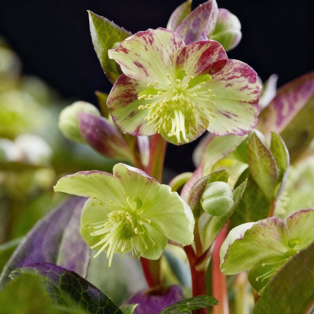 Hellébore Purple Marble – Lot de 2 – Pot 14 cm