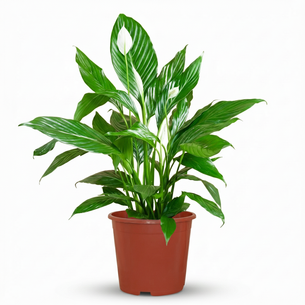 Spathiphyllum – Plante paix | Pot 19 cm, Hauteur 70-80 cm