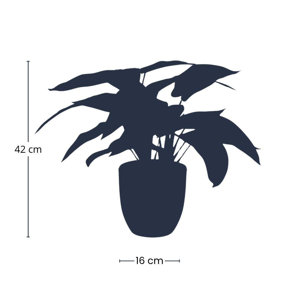 Künstliche Calathea und Topf h40cm