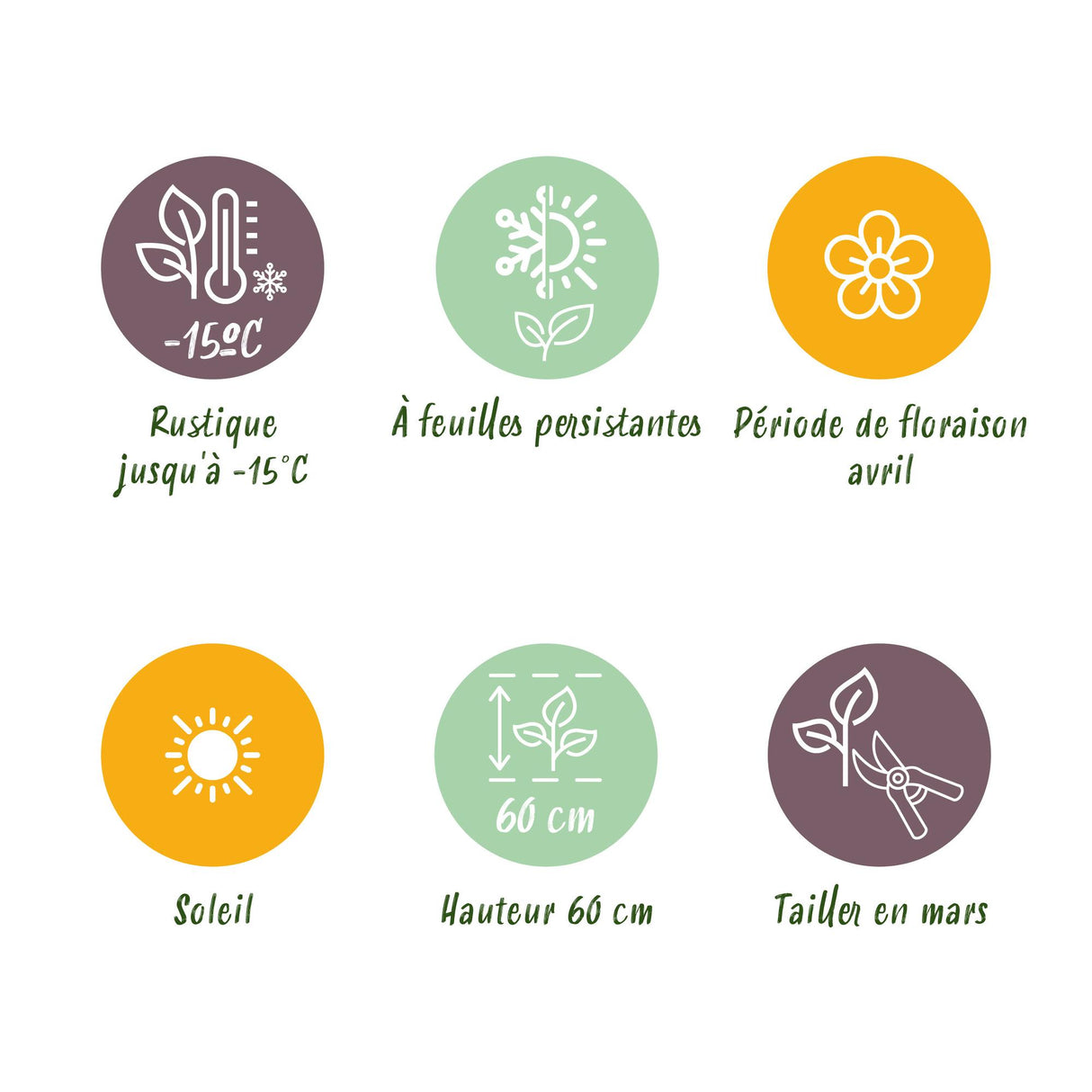 Graminées variées – Lot de 3 – Pot 17 cm – Hauteur 50 cm