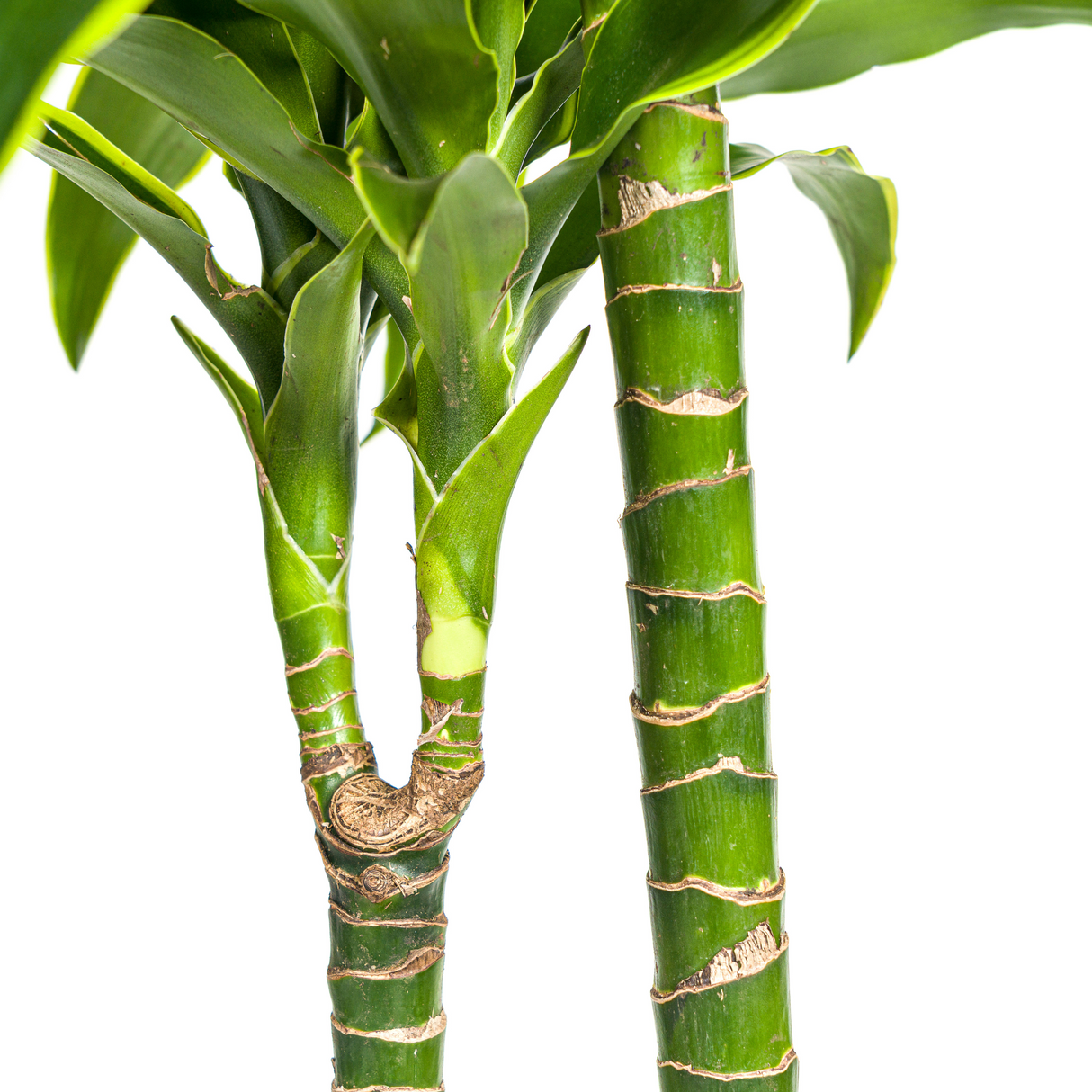 Dracaena Dorado