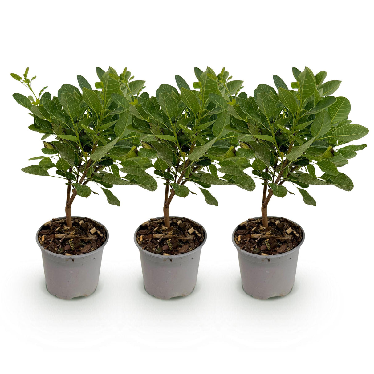 Cotinus coggygria Young Lady – Lot de 3 – Pot 12 cm