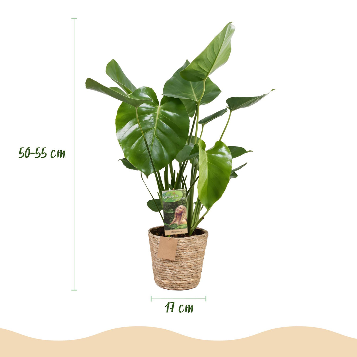 Green BoutiQ - Green is... Zimmerpflanzen - Monstera Deliciosa - Fensterblatt - Pflegeleicht - mit Korb - Grün - 1 Pflanze - Topf 17cm - Höhe 50-55cm