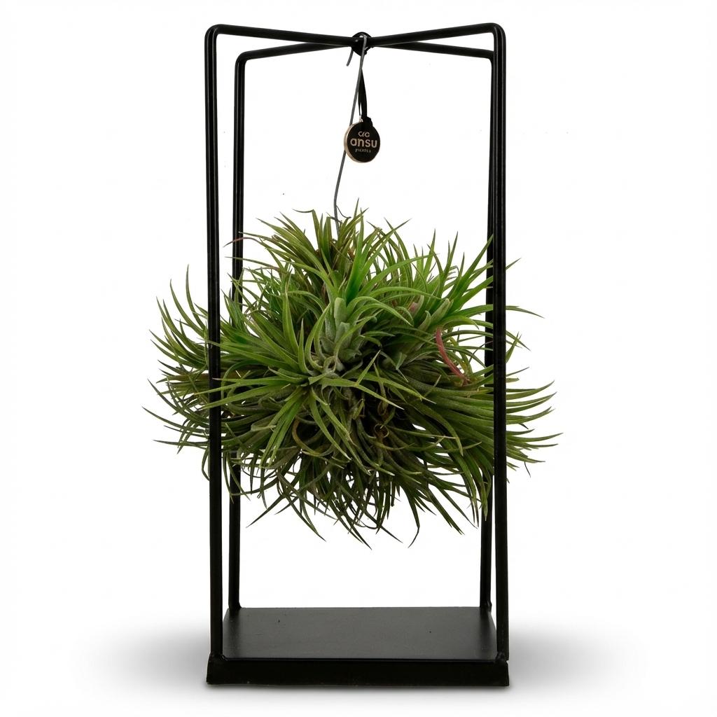 Tillandsie Luftpflanze in Deko - Ø 14 cm - Höhe: 37 cm