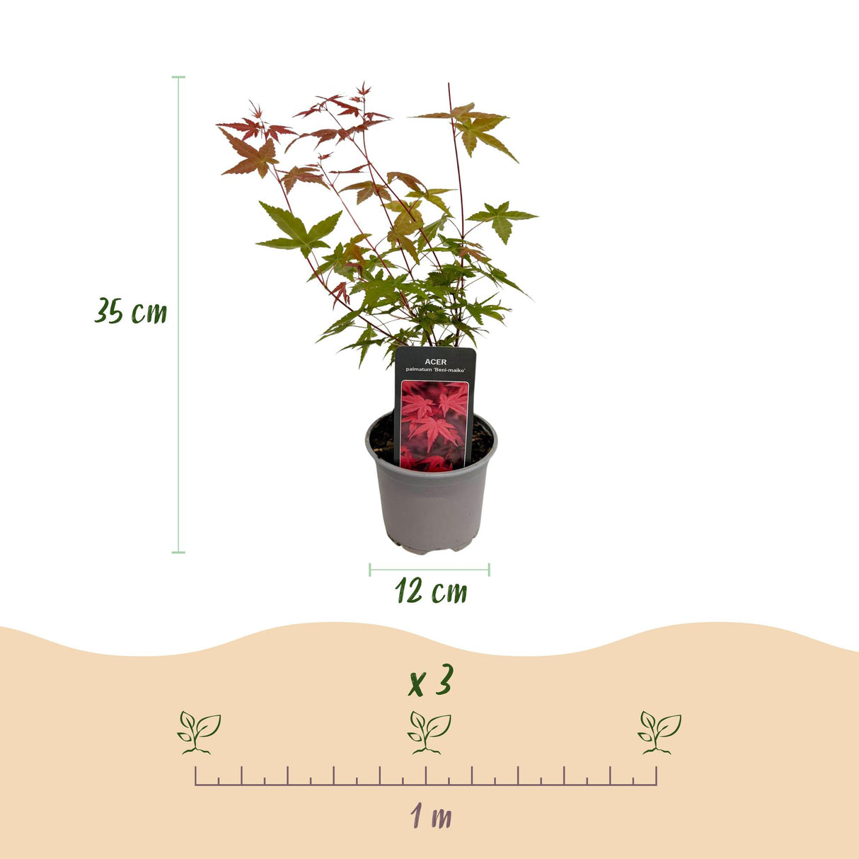 Acer palmatum Tricolour – Lot de 3 – Pot 12 cm