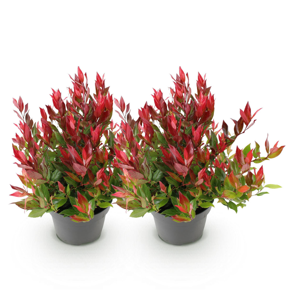 Leucothoe Little Flame – Lot de 2 – Pot 17 cm