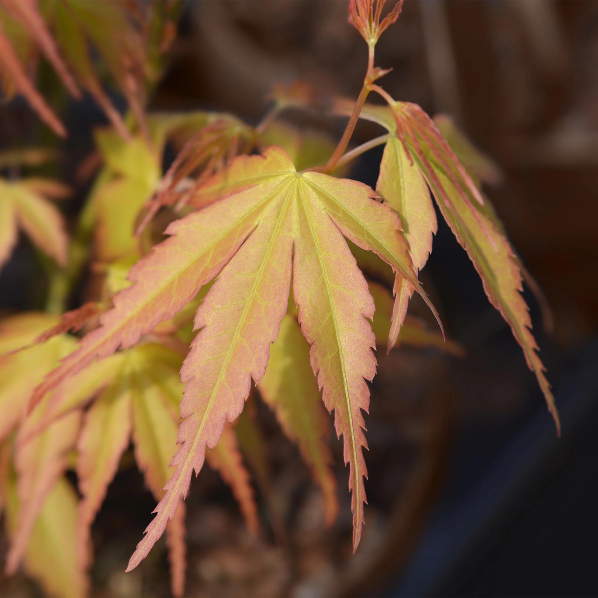 Acer palmatum Katsura – Lot de 3 – Pot 12 cm – Hauteur 35 cm