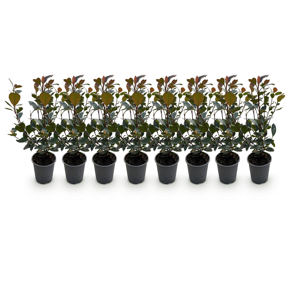Photinia Little Red Robin – Lot de 8 – Hauteur 30 cm