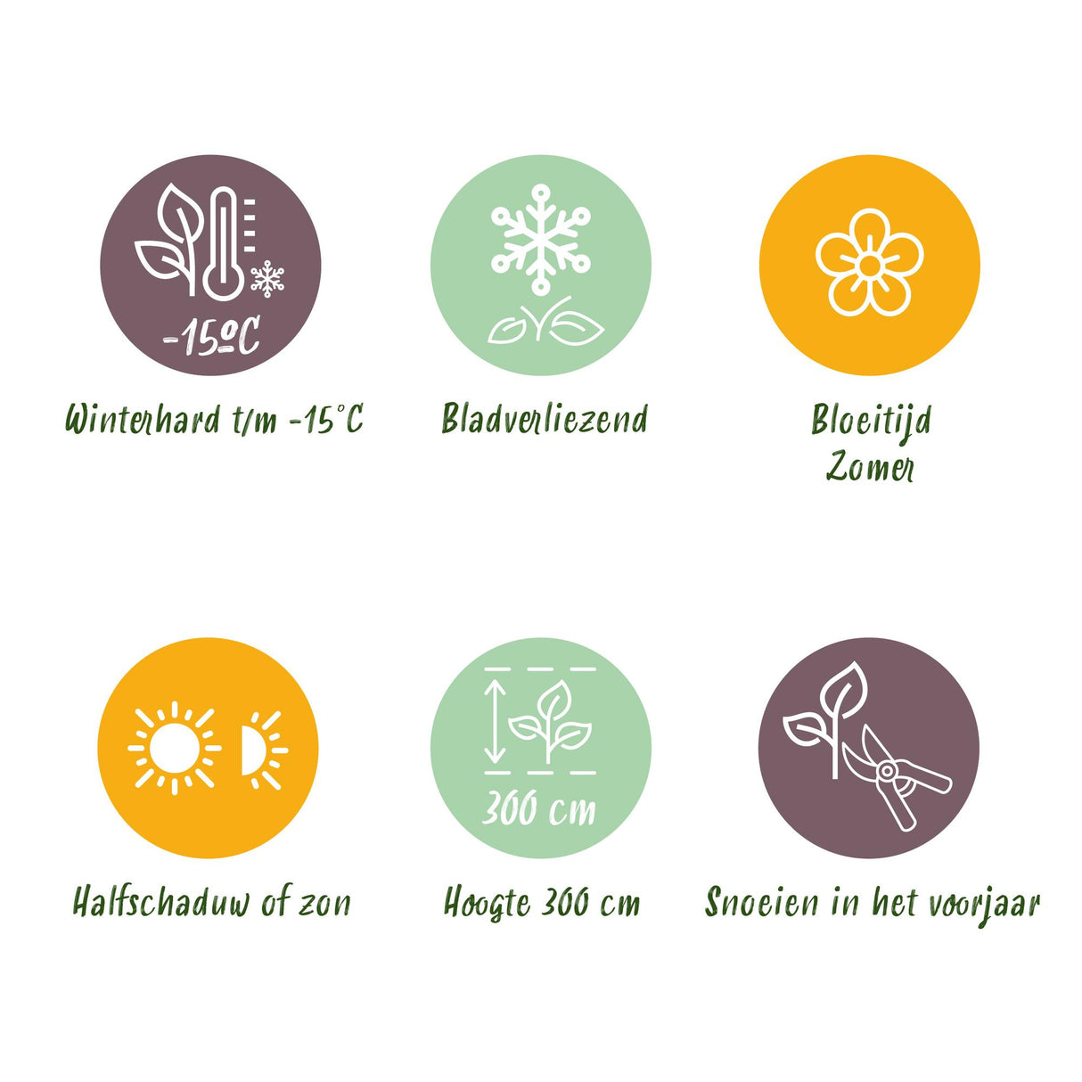 Cotinus coggygria Lilla – Lot de 3 – Pot 12 cm