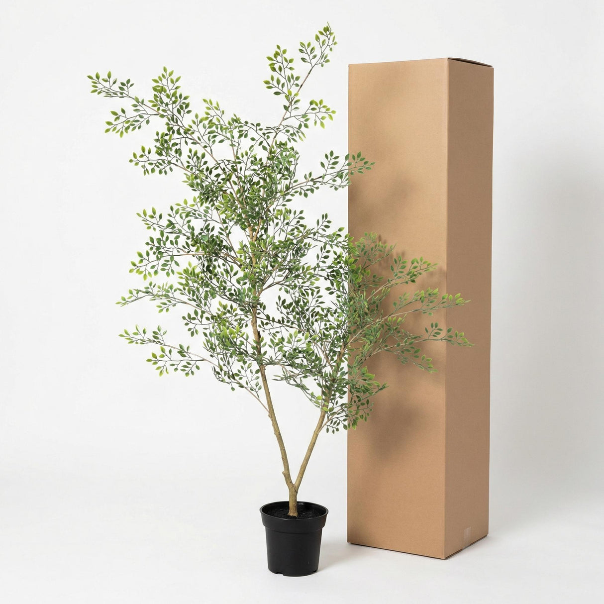 Künstlicher Bucida H71cm