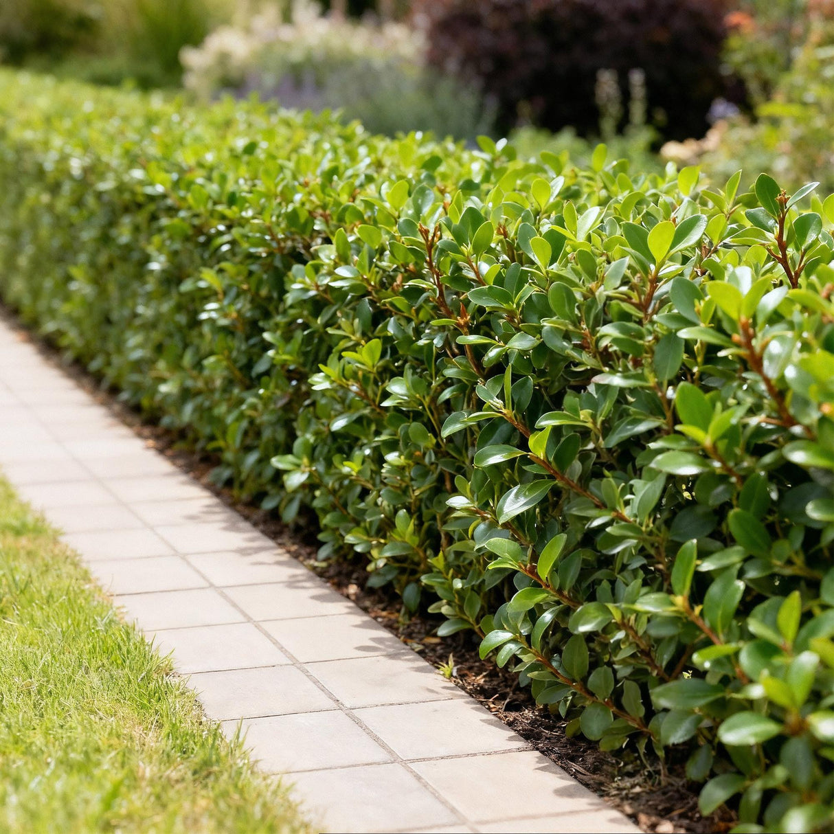 Ilex crenata Caroline Upright – Lot de 8 – Pot 9 cm