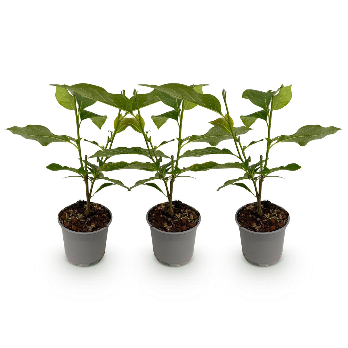 Magnolia Genie – Lot de 3 – Pot 12 cm – Hauteur 30 cm