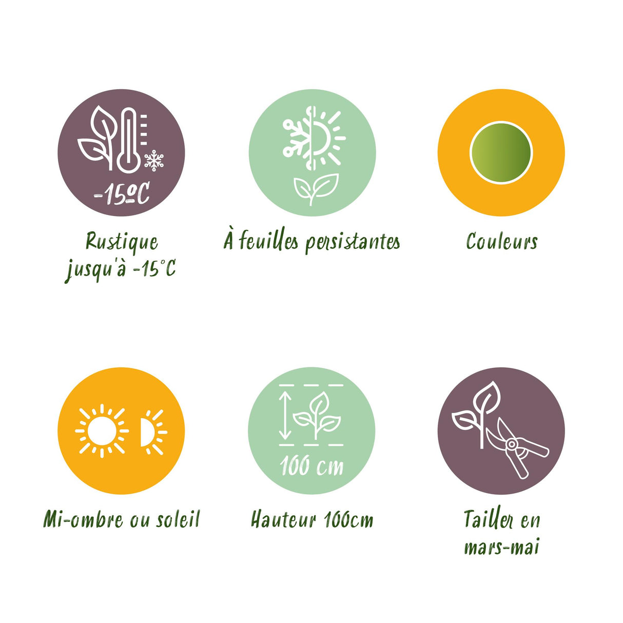 Nandina Lemon & Lime – Lot de 1 – Pot 17 cm – Hauteur 45 cm