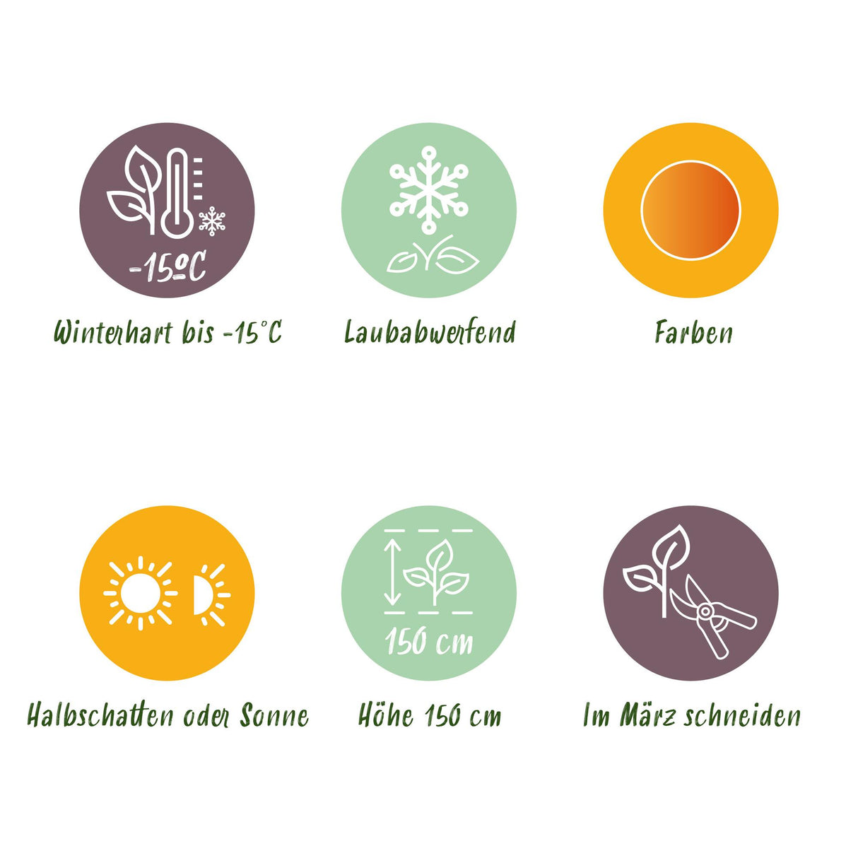 Acer palmatum Orange Dream – Lot de 3 – Pot 12 cm