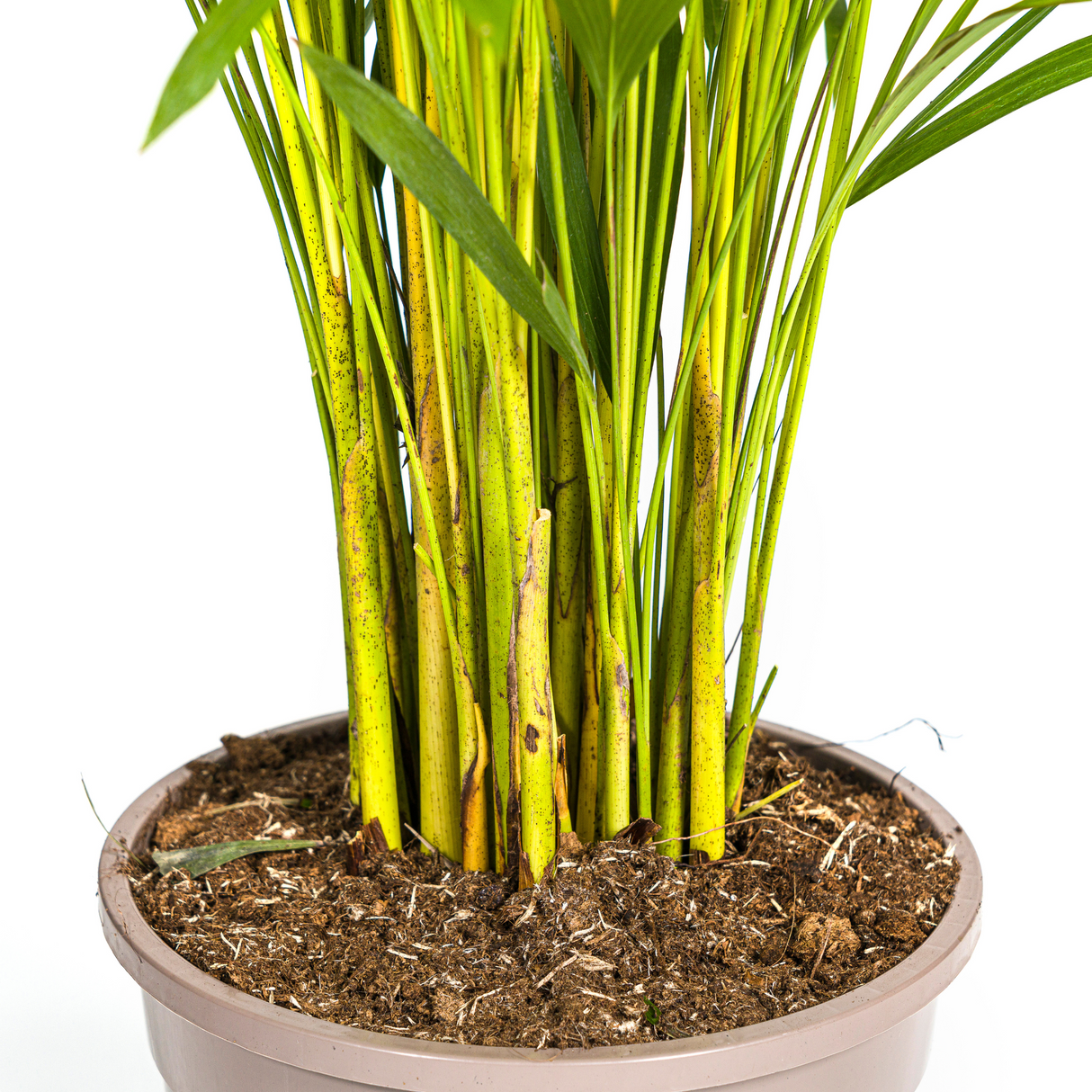 Dypsis Areca Lutescens mit Topf Ø24cm - ↕120 - 140cm
