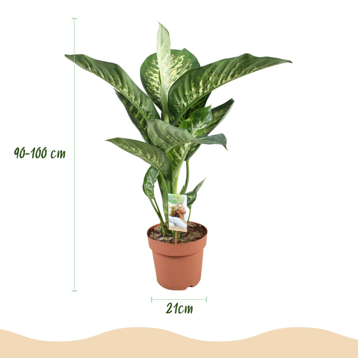 Dieffenbachia Tropic Snow | Pot 17 cm