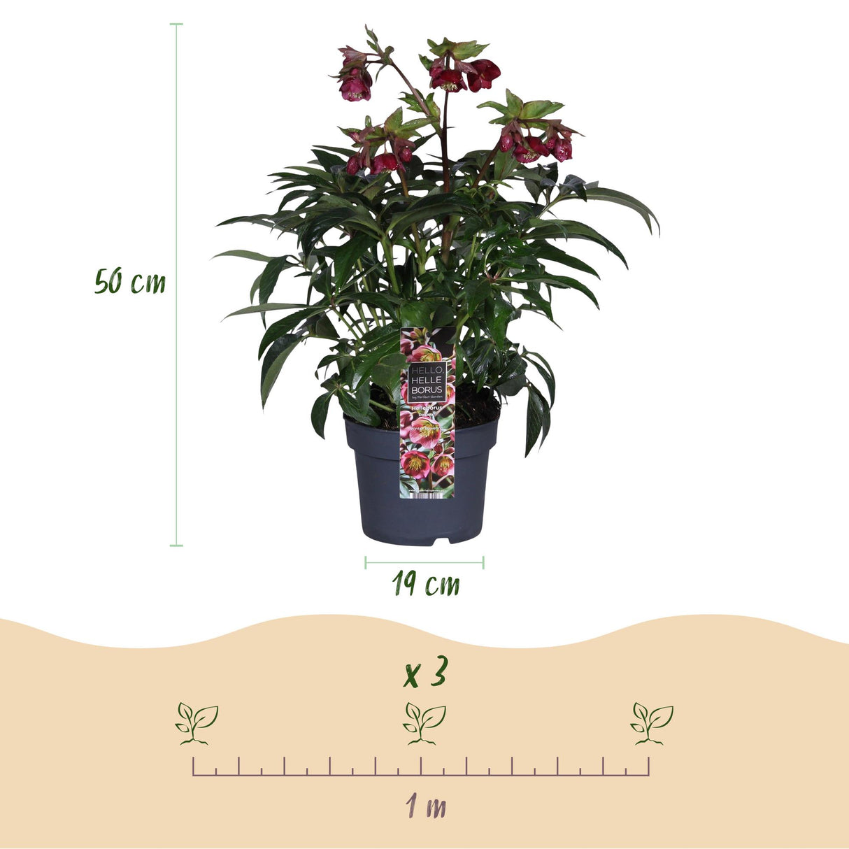 Helleborus Dacaya – Lot de 1 – Pot 19 cm – Hauteur 50 cm