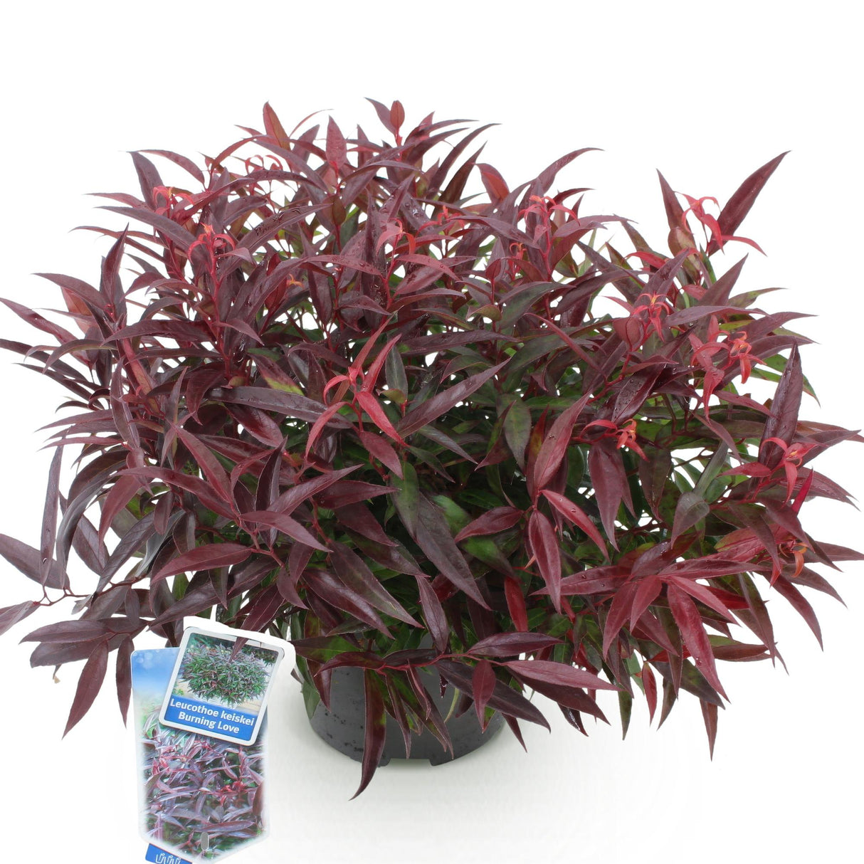 Leucothoe Burning Love – Pot 17 cm – Hauteur 45 cm