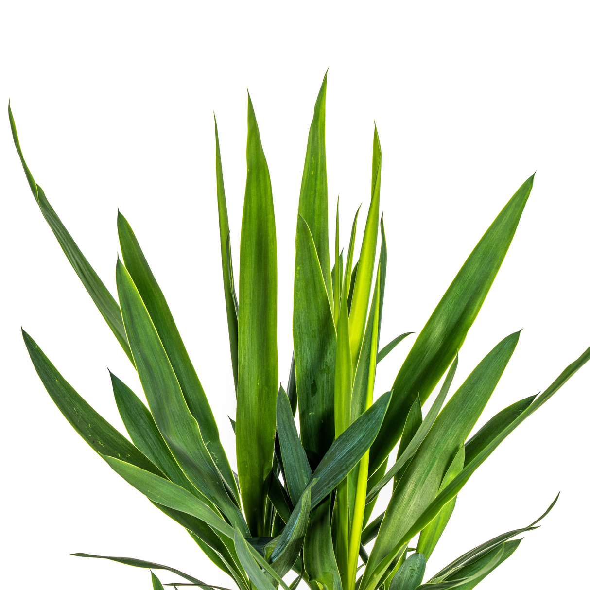 Yucca Elephantipes