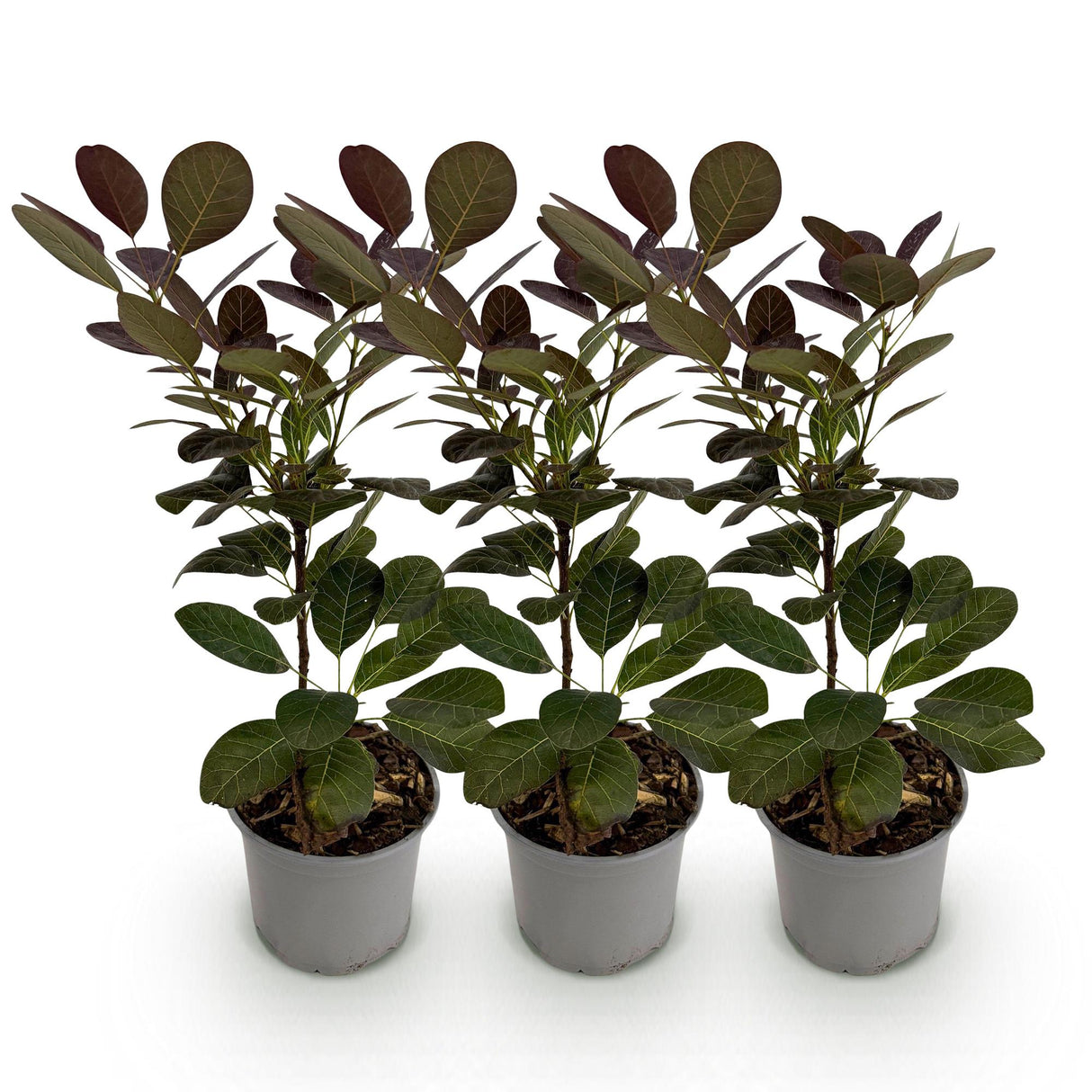 Cotinus coggygria Royal Purple – Lot de 3 – Pot 12 cm