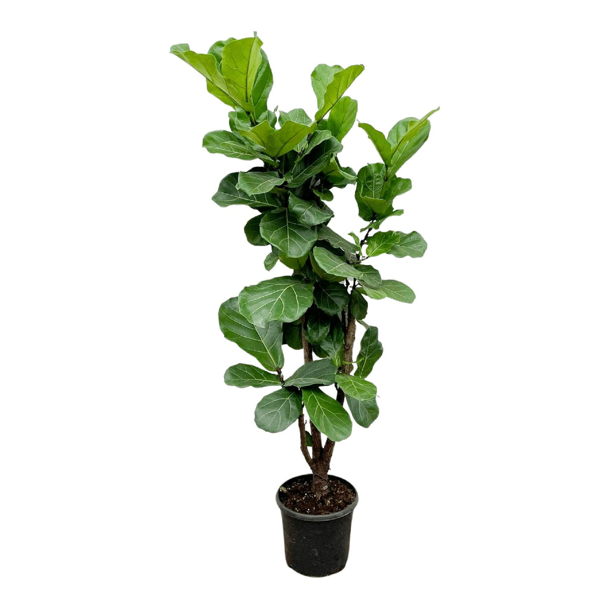 Ficus Lyrata vertakt – 180 cm – ⌀30