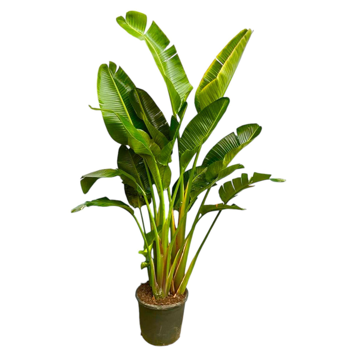 Strelitzia Augusta meerstammig