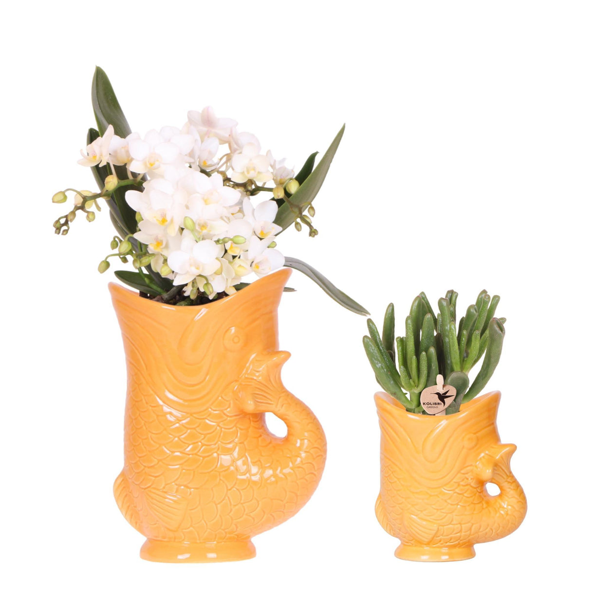 Kolibri-orchideeën | Set witte orchidee Nazaré in vetplant in Fish sierpot oranje - potmaat Ø9cm & Ø6cm | bloeiende kamerplant - vers van de kweker
